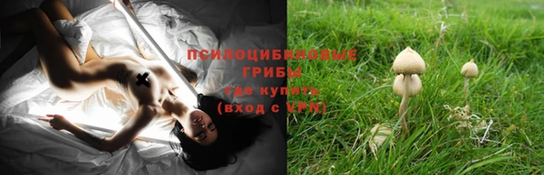 прущие грибы Покровск